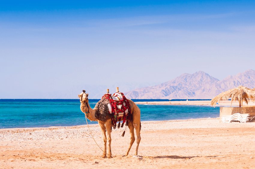 Camel resting by the sparkling Red Sea waters near Taba, showcasing the coastal charm, with arrangements by the DMC in Egypt.