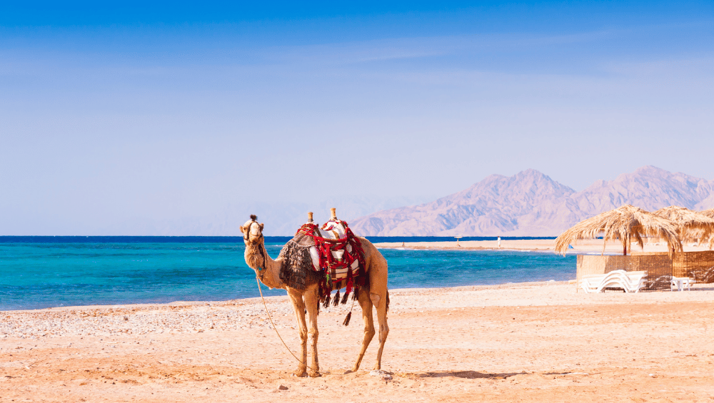Camel resting by the sparkling Red Sea waters near Taba, showcasing the coastal charm, with arrangements by the DMC in Egypt.
