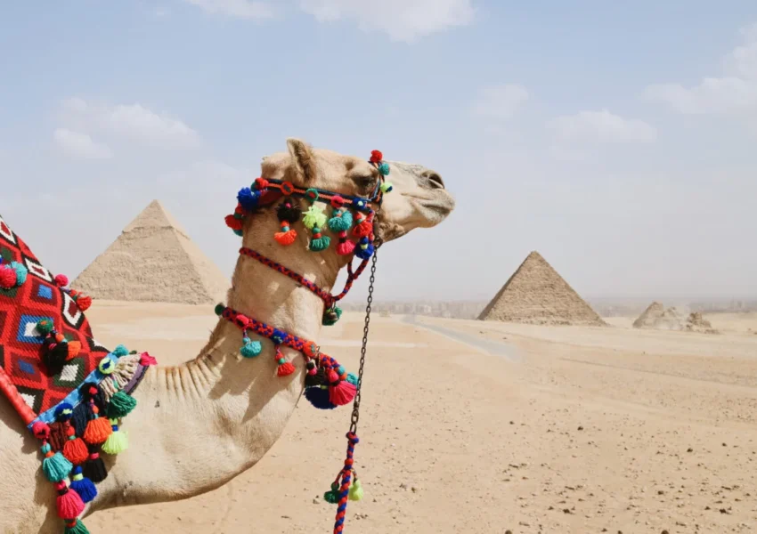 Decorated camel near pyramids in desert.